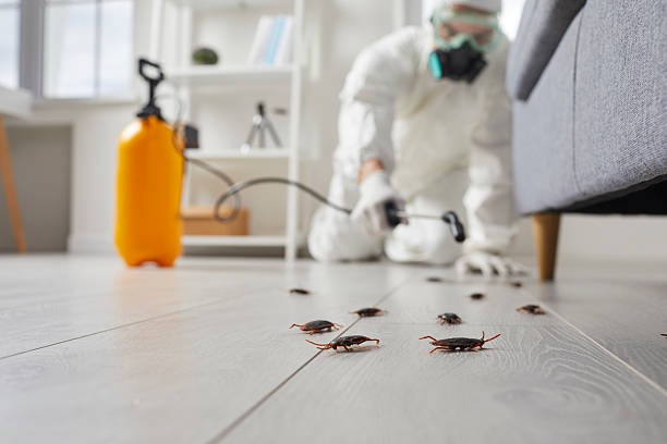 Commercial Rodent Management in Sabina